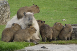 Capybara